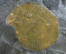 Dactylioceras Ammonite - Posidonia Shale #9710-1